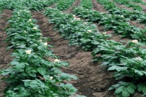 Minerale meststoffen, superfosfaten en folkremedies voor bladvoeding van aardappelen