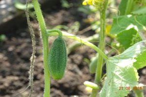Hoe komkommers groeien in het open veld in de regio Leningrad, de beste variëteiten