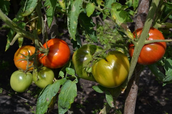 tomate aigle en plein champ