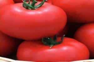 Beschrijving van de Jaguar-tomatensoort, teelt en opbrengst