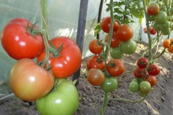 tomater i växthuset