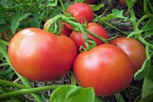 Jan's tomato
