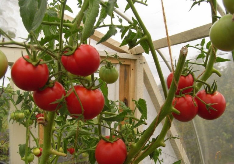 kolchozo pomidorų krūmai
