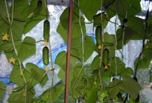 Beskrivning av olika gurkor Balkong Mirakel, funktioner för odling och vård