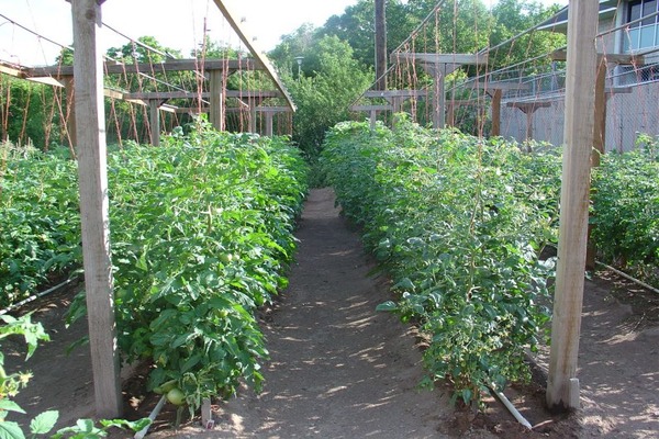 paradajky na mreží