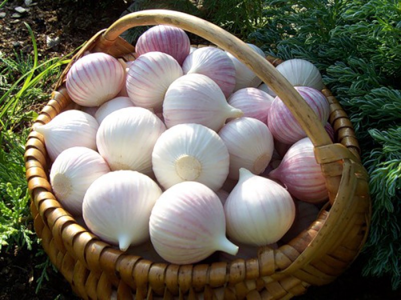 Garlic one-clove in a basket