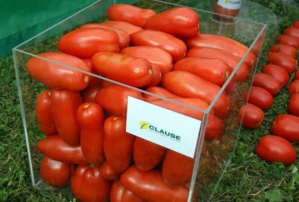 Aydar tomater i en kasse