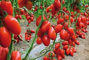 Descripción de la variedad de tomate Cuchara del destino y reglas de cultivo.