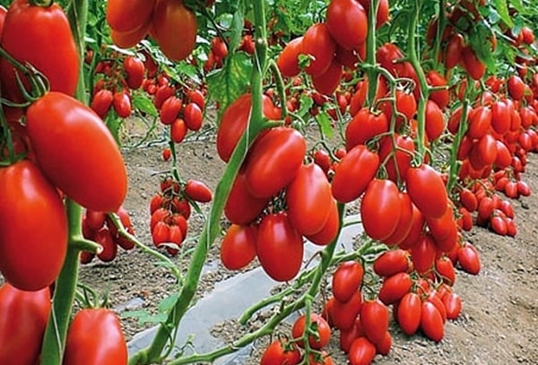 Tomatenbüsche Haustier des Schicksals