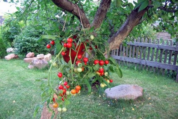 paradajky Talisman na záhrade
