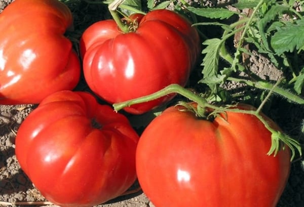 Buffle rouge tomate dans le jardin