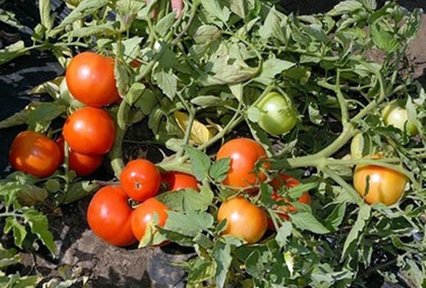 krzewy pomidorów Townsville F1