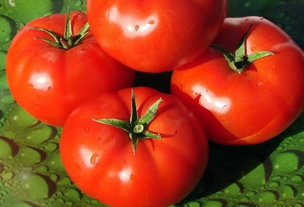 tomates Townsville F1