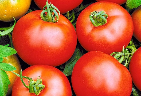 pomidorų saulėtekio atsiradimas