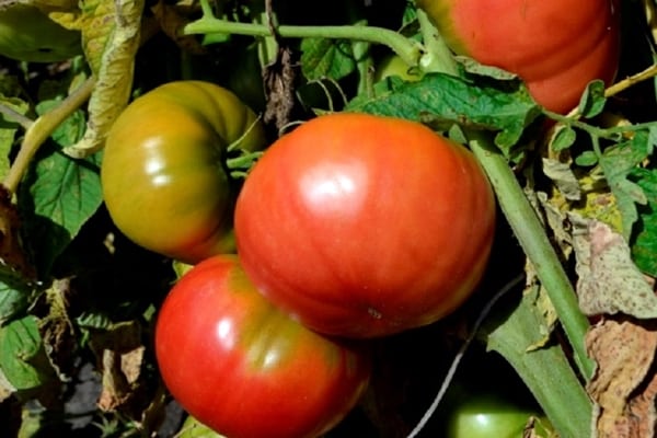buissons de tomates buffle rouge