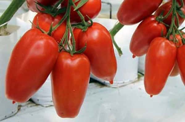 Aussehen der Tomate Aydar