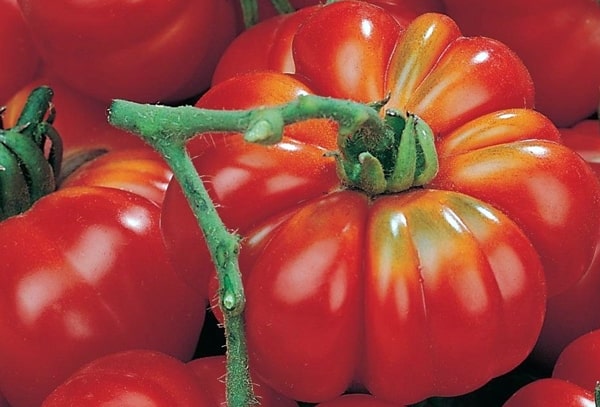 wygląd pomidora Pound Rosamarin