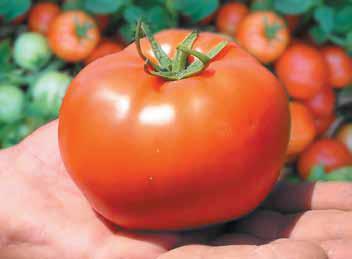tomaat Townsville F1 bij de hand