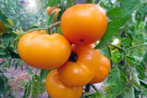 Opis odrody paradajok Žltá marmeláda, jej vlastnosti a produktivita