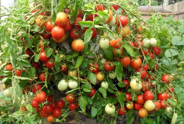 paradajkové kríky Mascot
