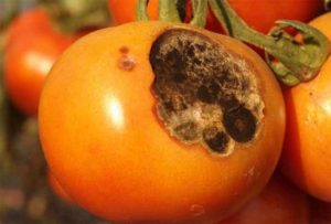 Pomidorų alternarijos priežastys ir gydymas