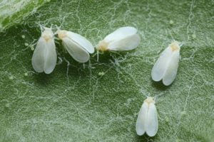 Cosa fare se ci sono moscerini bianchi sui cetrioli e come affrontarli?