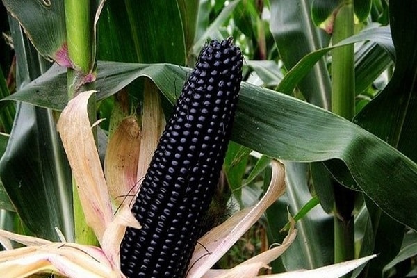 juodieji kukurūzai