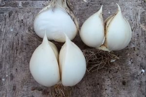 Česnakinių „Rocambole“ česnakinių svogūnų aprašymas, sodinimas, priežiūra ir auginimas