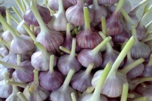 Types and names of the best varieties of garlic with a description
