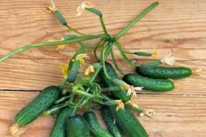 Beschrijving van de variëteit Stedelijke komkommer, kenmerken van teelt en productiviteit