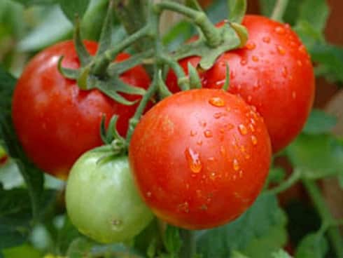 Tomatenbüsche wal