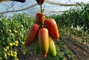Beschrijving van de tomatenvariëteit Aydar, zijn kenmerken en smaak