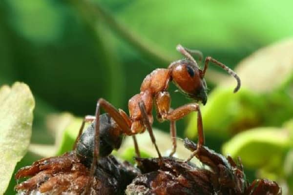 Ameisenhaufen klein