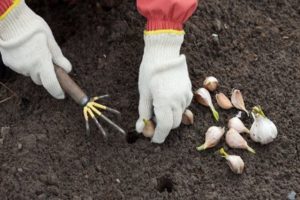 När ska man plantera vitlök på hösten, hur man förbereder och hur man behandlar trädgården innan man planterar?