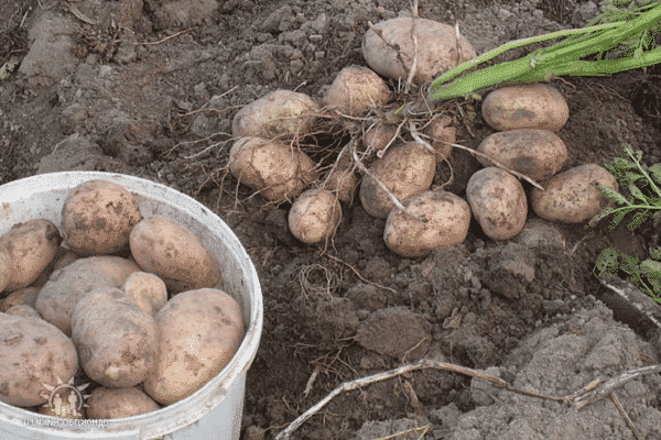 pestovať zemiaky