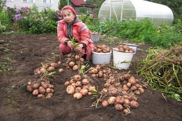 potatisfält