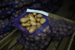 Beskrivning av potatisorten Aurora, funktioner för odling och vård