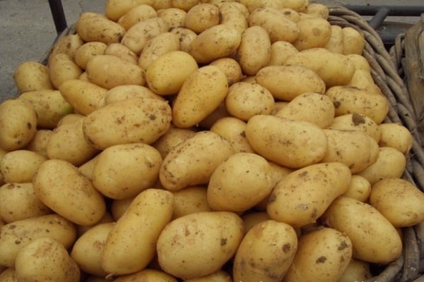 įprastos bulvės