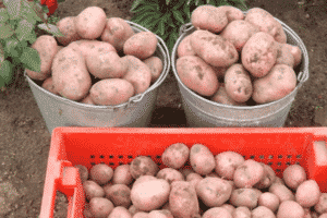 Beskrivning av Rocco potatisvariant, rekommendationer för odling och skötsel