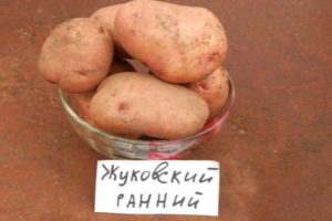 Beskrivning av potatisorten Zhukovsky tidigt, funktioner för odling och vård