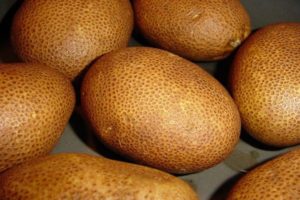 Beskrivelse af Kiwi-kartoffelsorten, dens egenskaber og udbytte