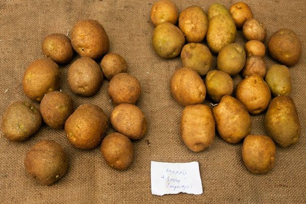 bulvių auginimas