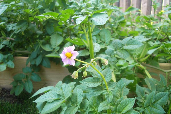 bloeiende aardappelen in de tuin