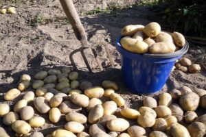 Hvornår kan du grave unge kartofler efter blomstring?