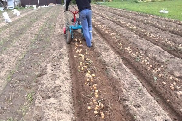 kopať zemiaky