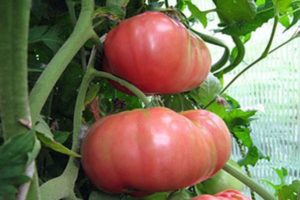 Beskrivning av tomatsorten Regiment Commander, dess egenskaper och odling