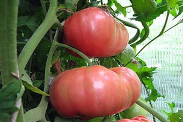 tomatbefälhavare