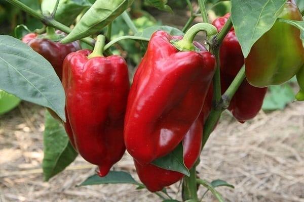 pepper variety