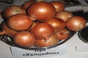 Beschrijving van de Chalcedoon-ui, zijn kenmerken en teelt uit zaden