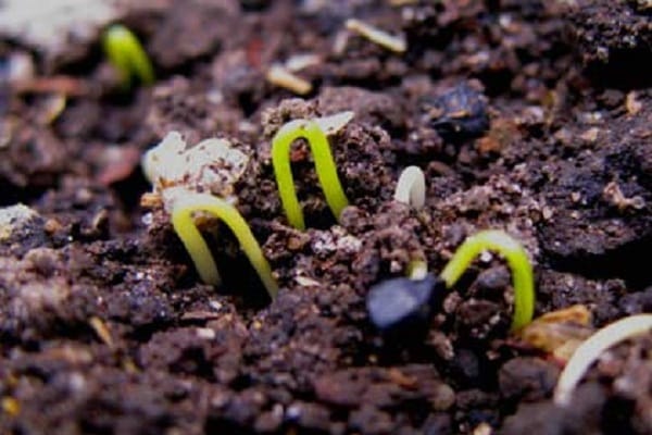 sembrando semillas